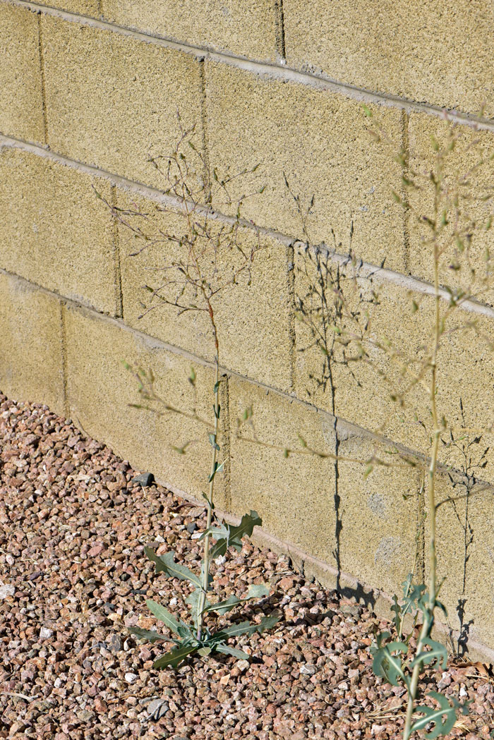 Prickly Lettuce grows 12 to 24 inches (30-61 cm) tall or more; 3 feet (91 cm). plants are upright and spiny; milky sap is visible if stems or leaves are broken or cut. Lactuca serriola